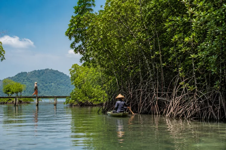 Hutan Mangrove Pulau Pahawang dan Manfaatnya bagi Pesisir